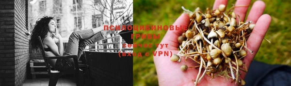 прущие грибы Аркадак