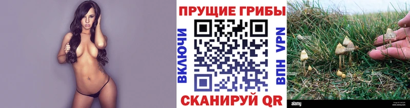 Псилоцибиновые грибы Cubensis  Шуя 